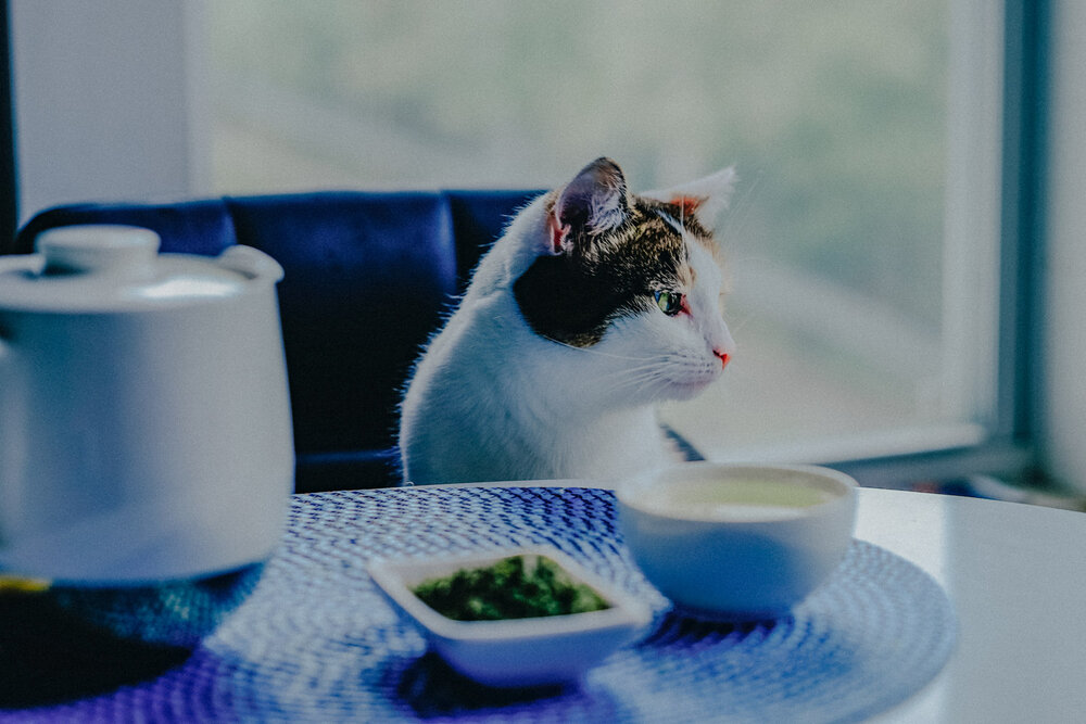 Is Catnip Tea Safe for Cats?